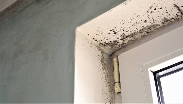 Mold Remediation for Vacation Homes in La Fayette, AL