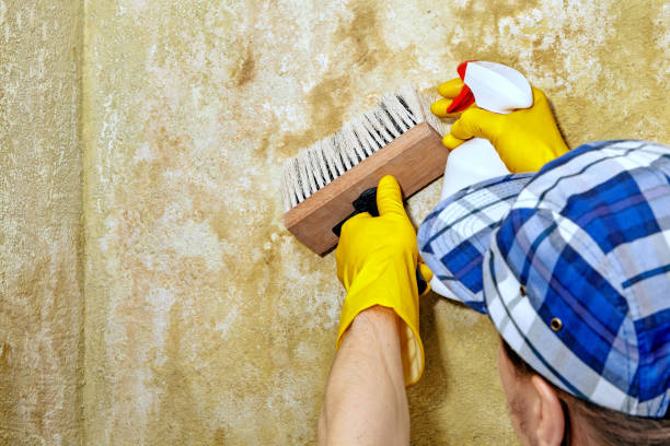 Mold Documentation for Insurance Claims in La Fayette, AL
